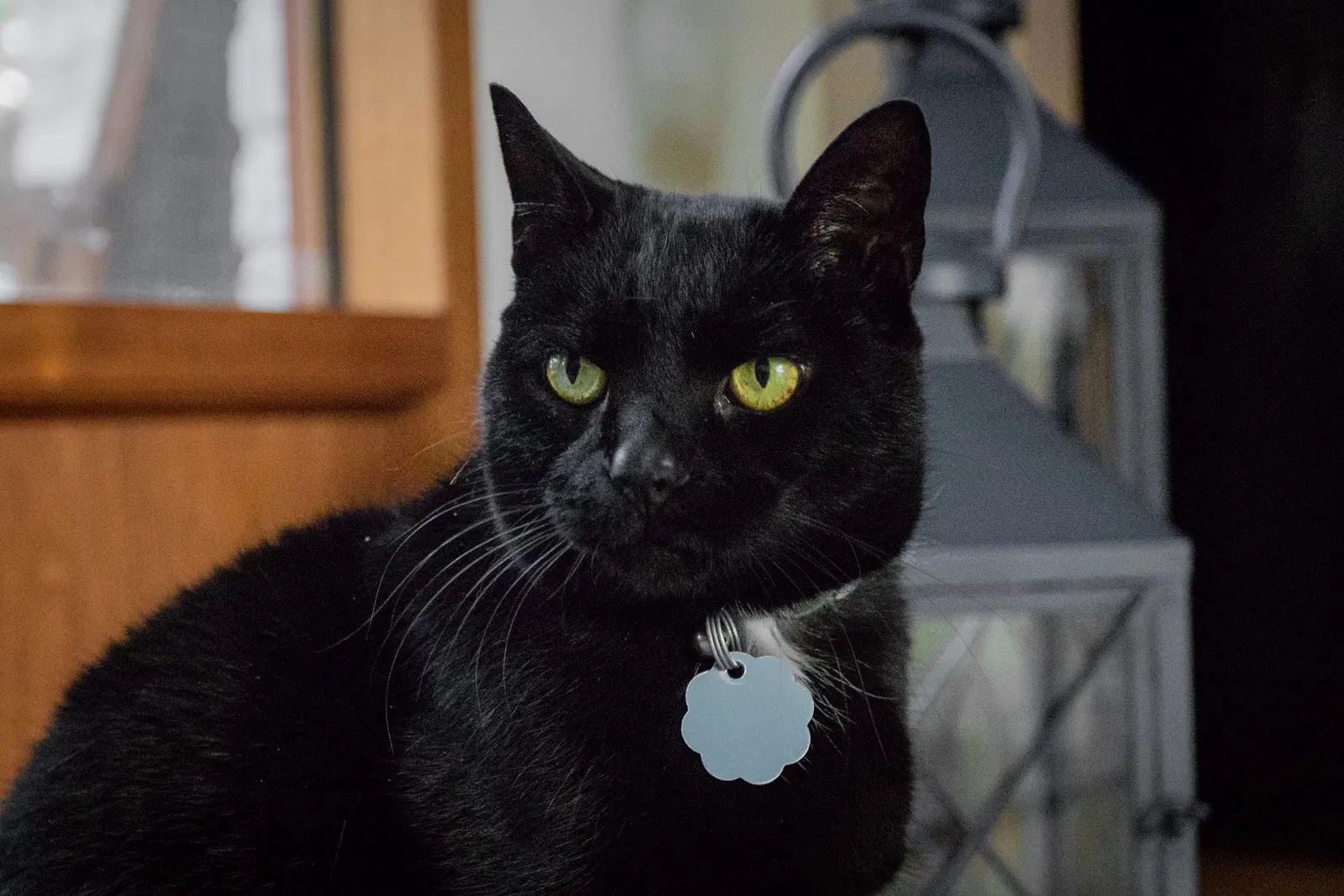 Lost cat in Devon, PA, 19333