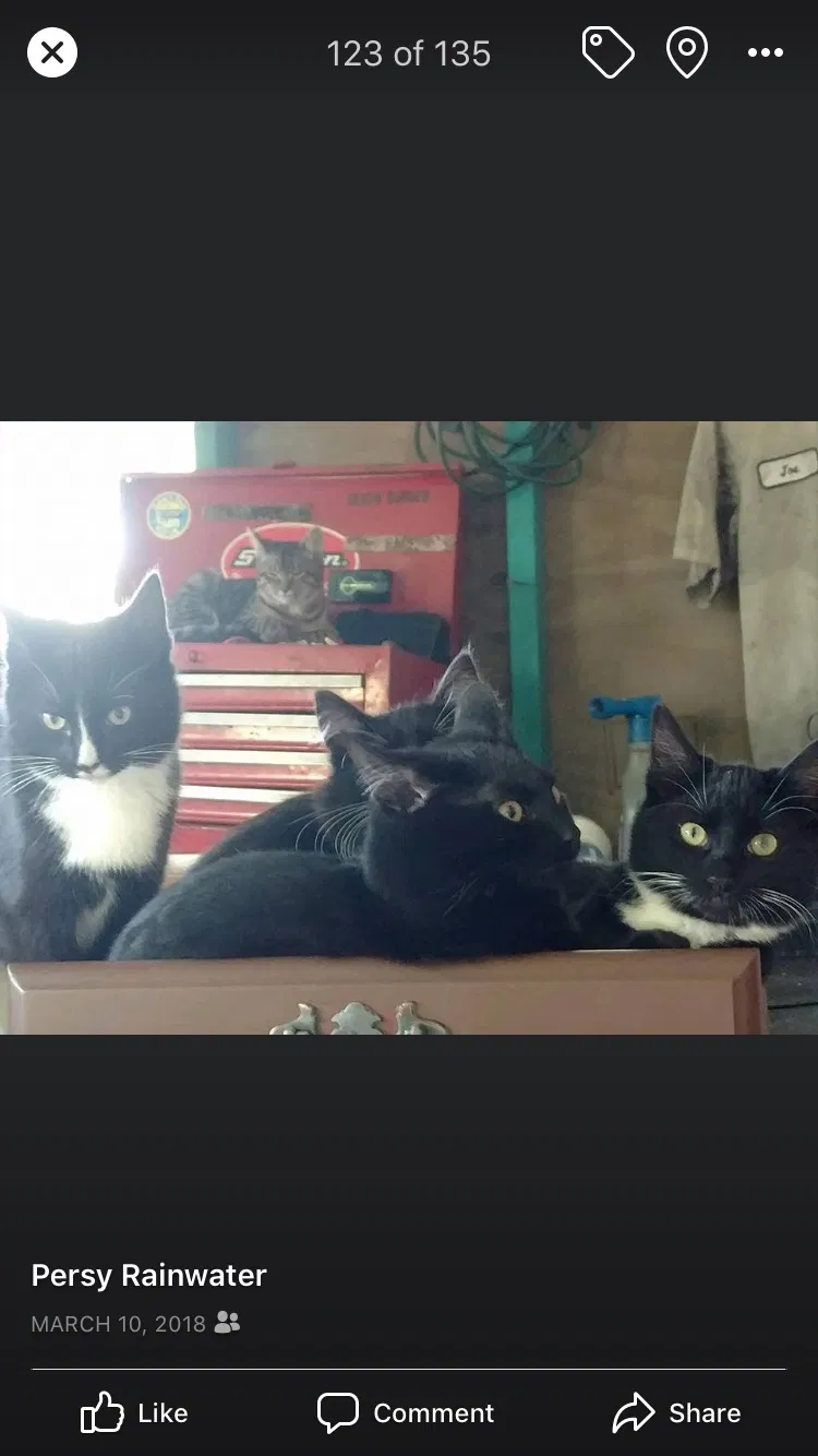 Lost cat in Fort Mc Coy, FL, 32134