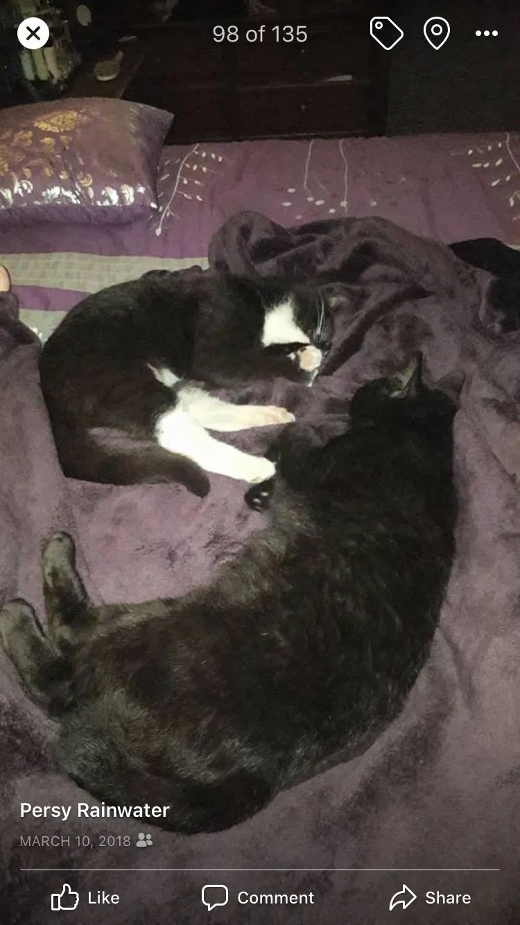 Lost cat in Fort Mc Coy, FL, 32134