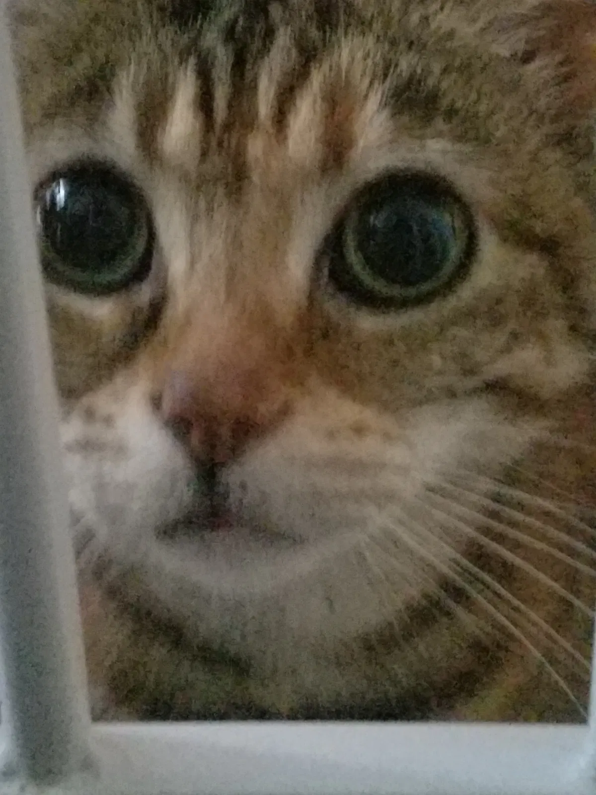 Lost cat in Westerville, OH, 43081