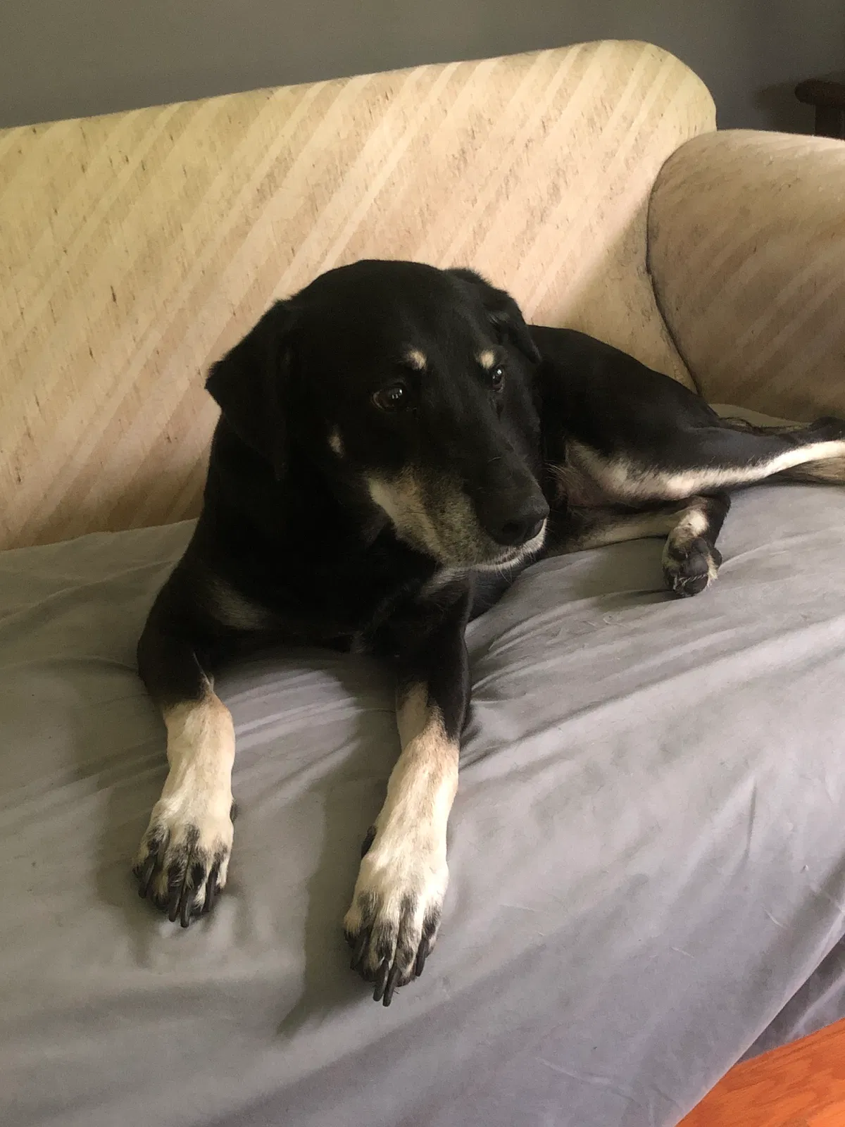 Lost dog in Longmont, CO, 80501
