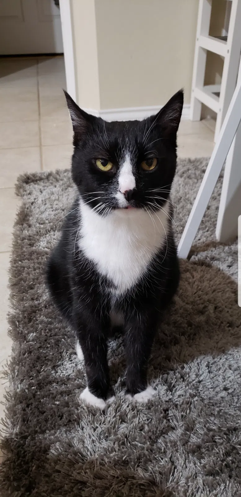 Lost cat in Katy, TX, 77450
