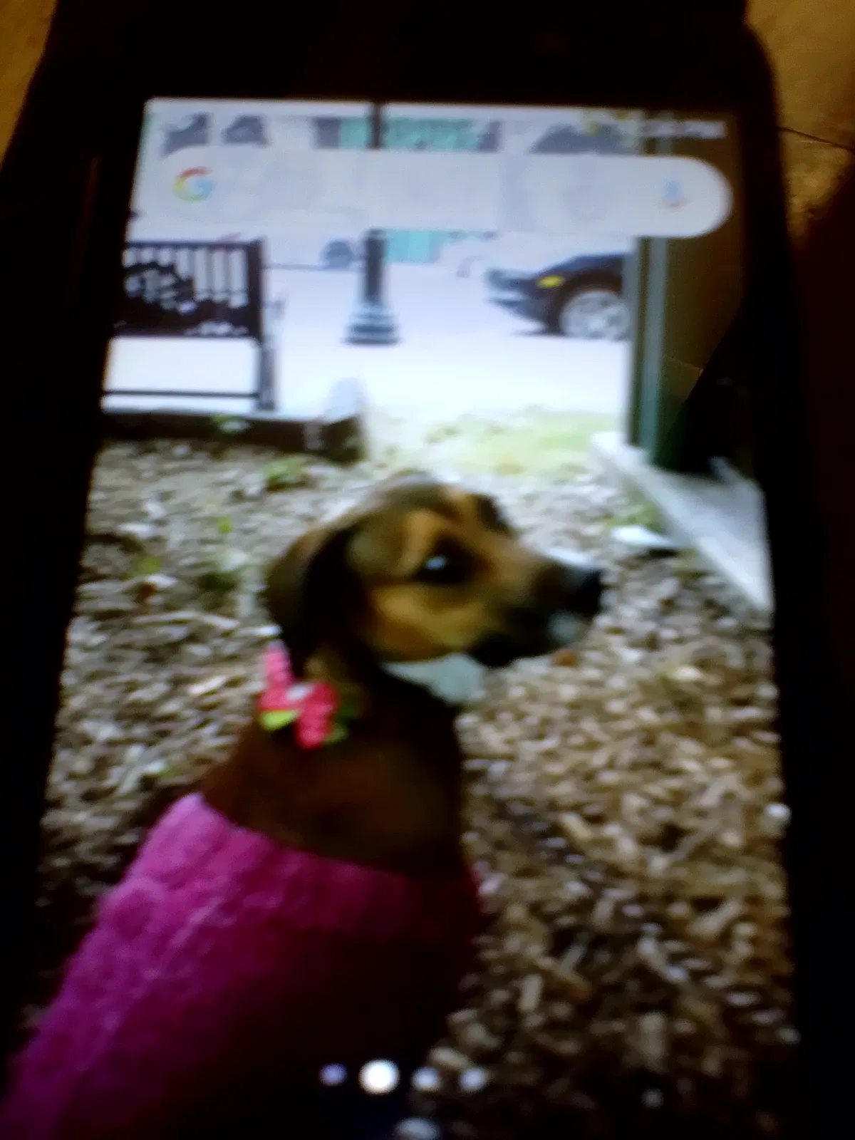 Lost dog in Tulsa, OK, 74104