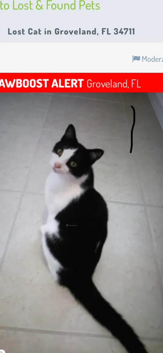 Lost cat in Groveland, FL, 34736