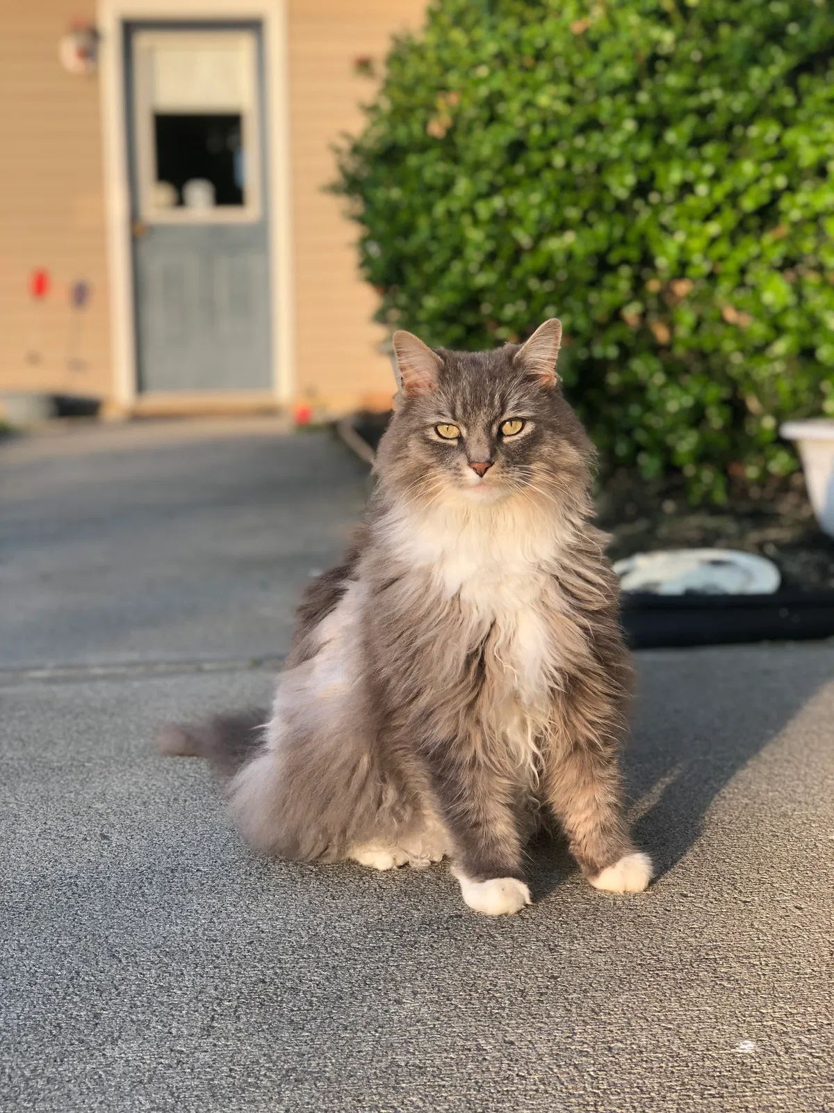 Lost cat in Johnsonville, NY, 12094