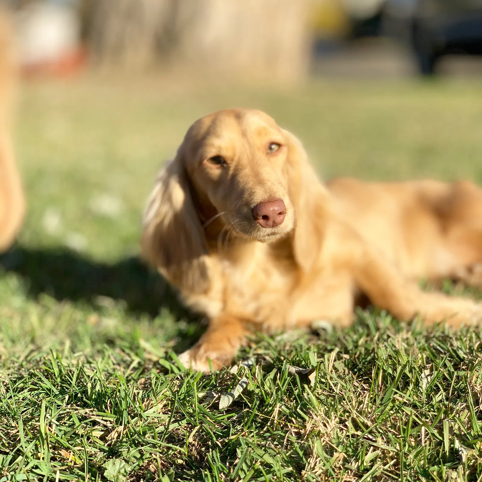 Lost dog in Unknown, OR, 97757