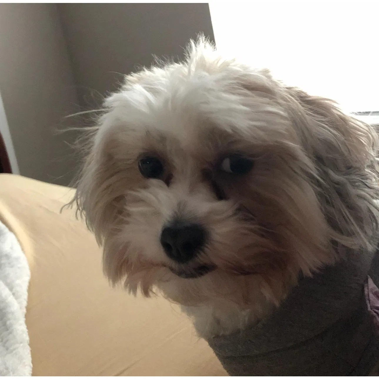 Lost dog in El Paso, TX, 79928