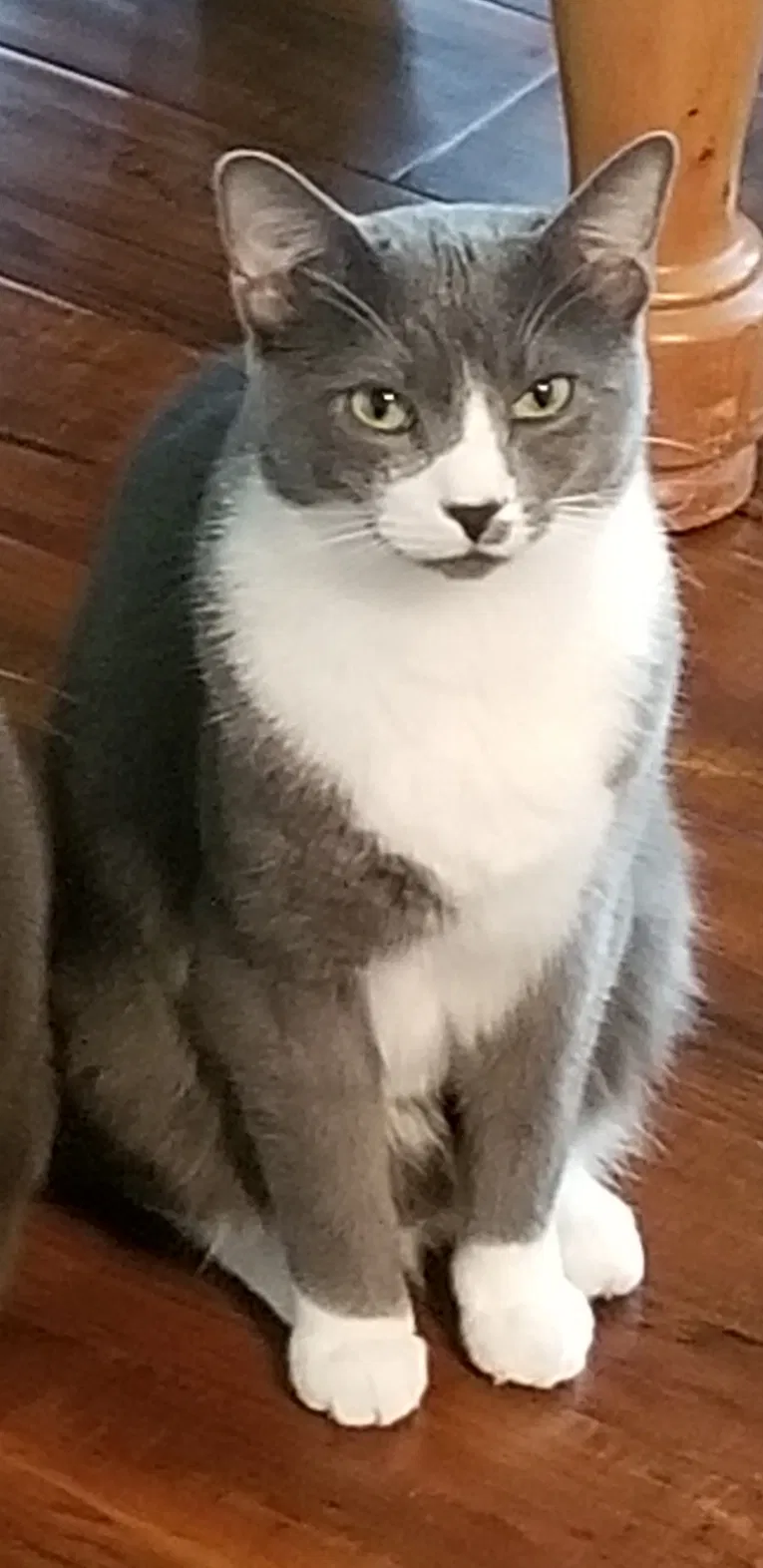 Lost cat in Charlotte, NC, 28213