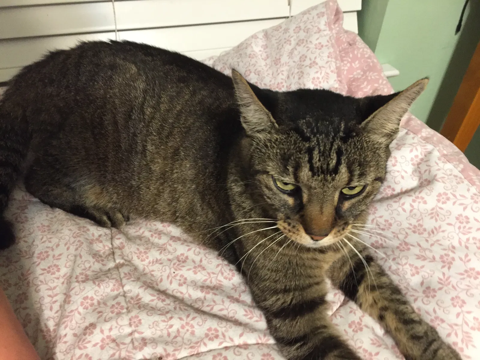 Lost cat in Pensacola, FL, 32526