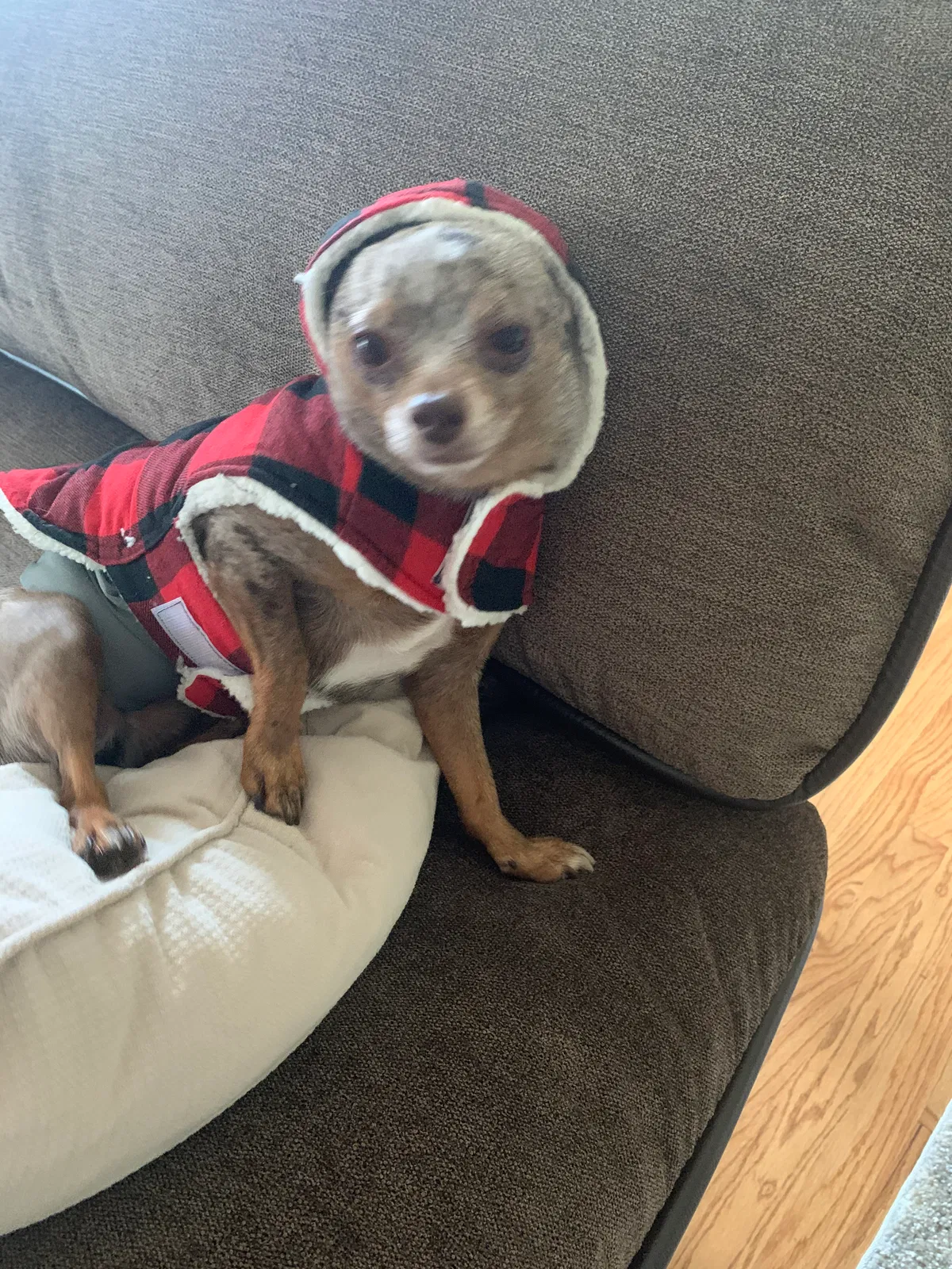 Lost dog in Crystal Lake, IL, 60014