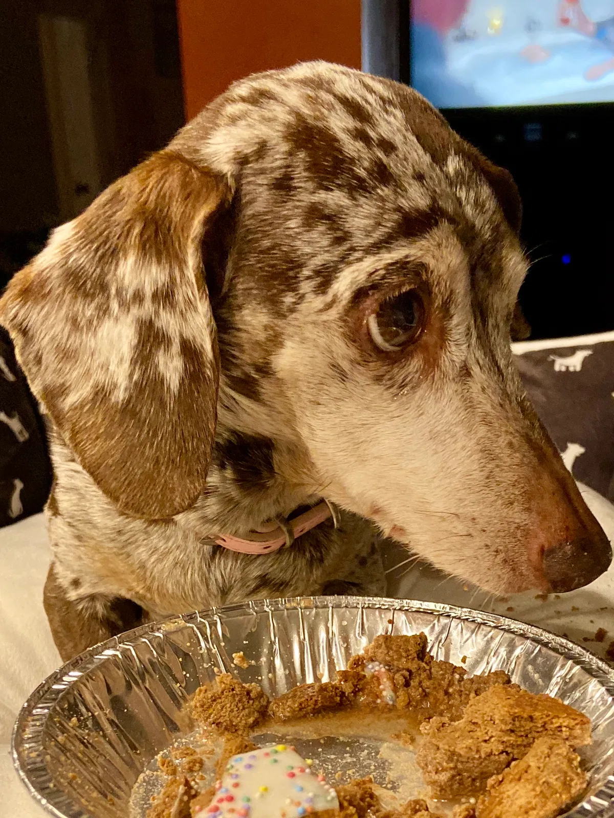 Lost dog in Buford, GA, 30519