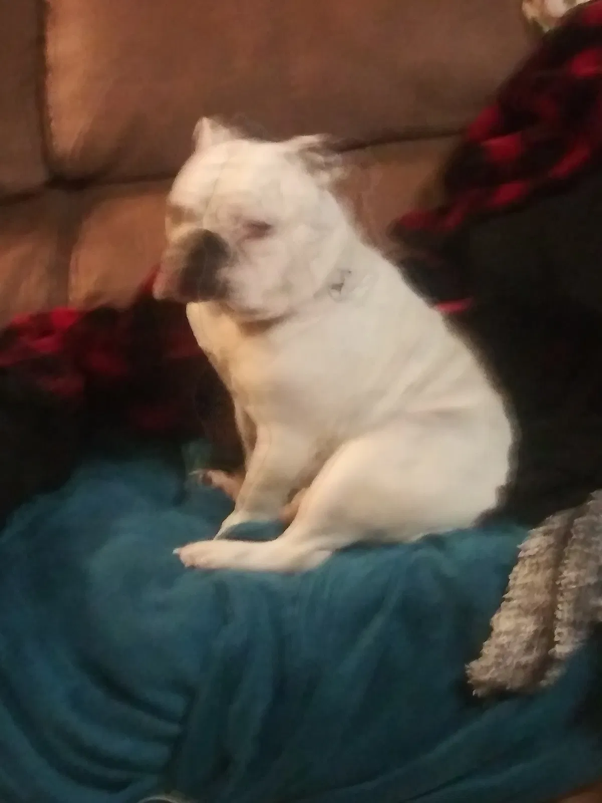 Lost dog in Tacoma, WA, 98408