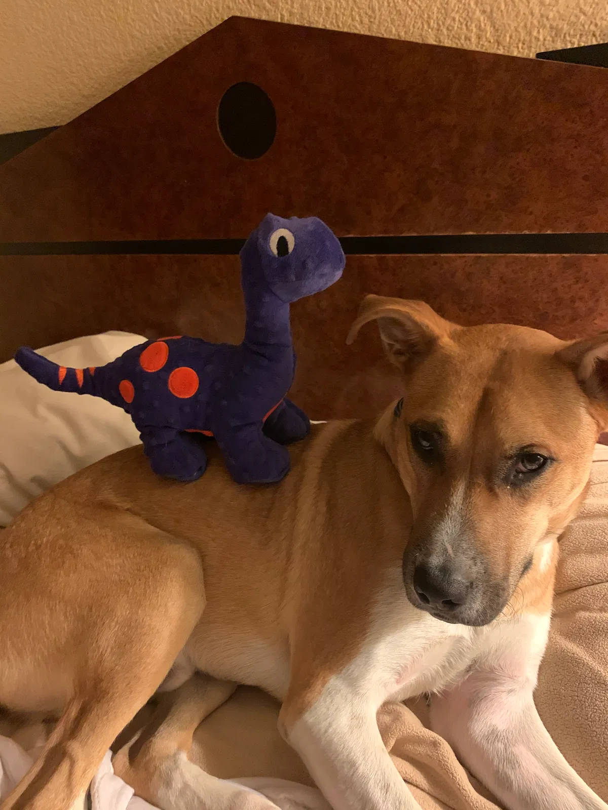 Lost dog in Evans, CO, 80620