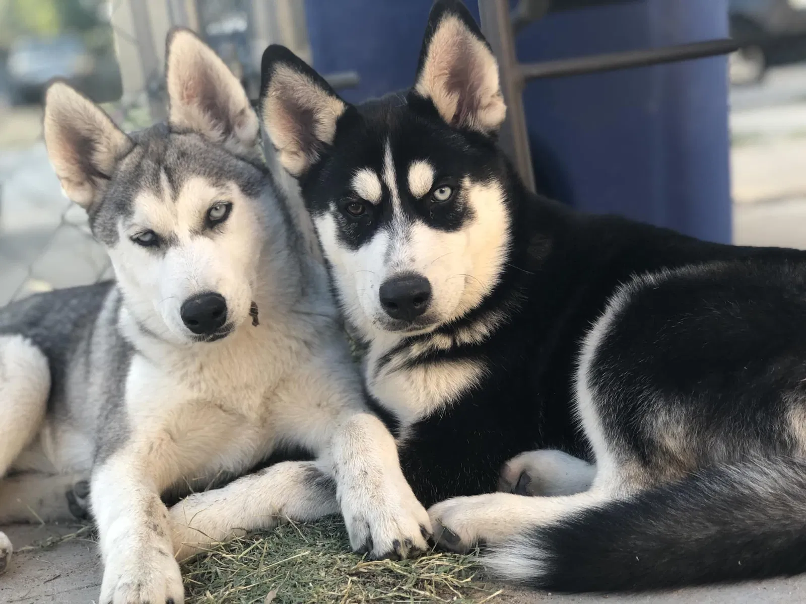 Lost dog in El Paso, TX, 79907