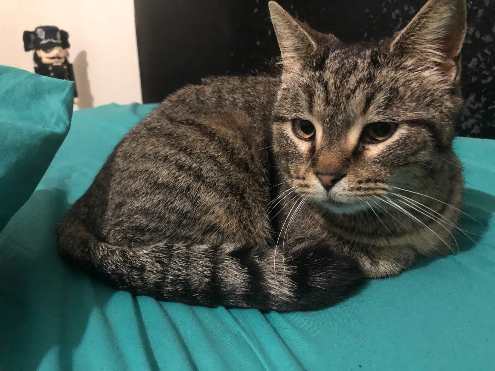 Lost cat in Conway, AR, 72034