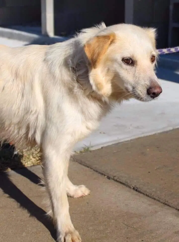 Lost dog in Corpus Christi, TX, 78414