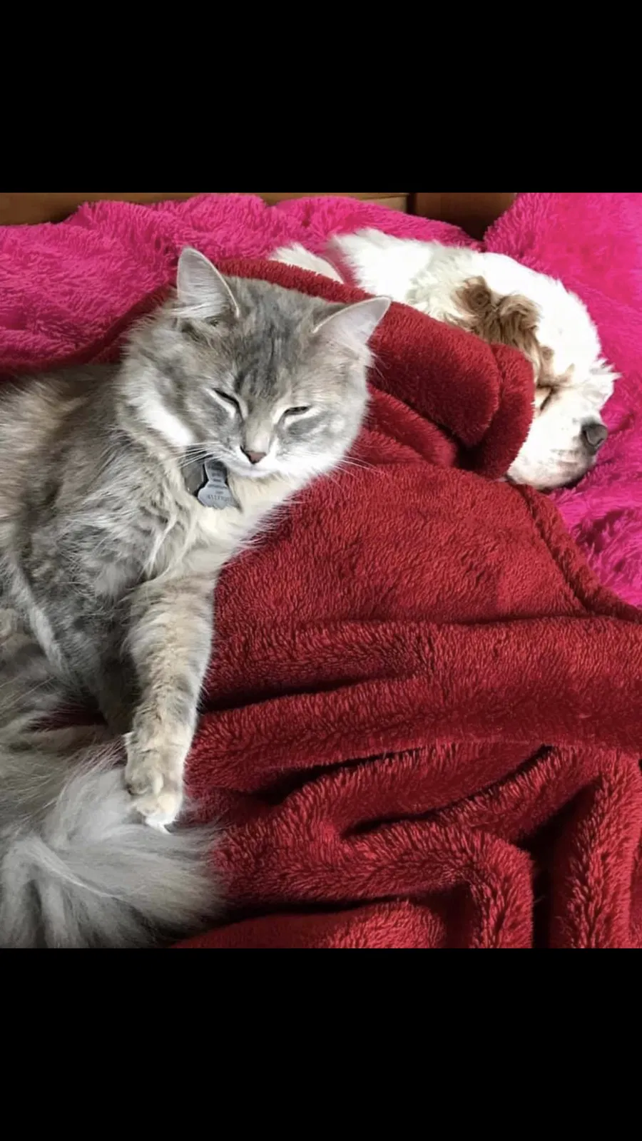 Lost cat in Mount Horeb, WI, 53572