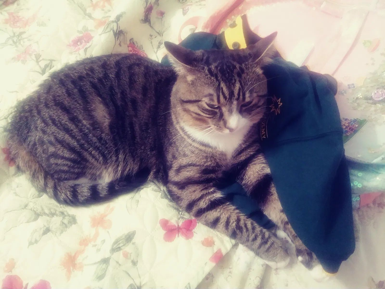 Lost cat in Hialeah, FL, 33016