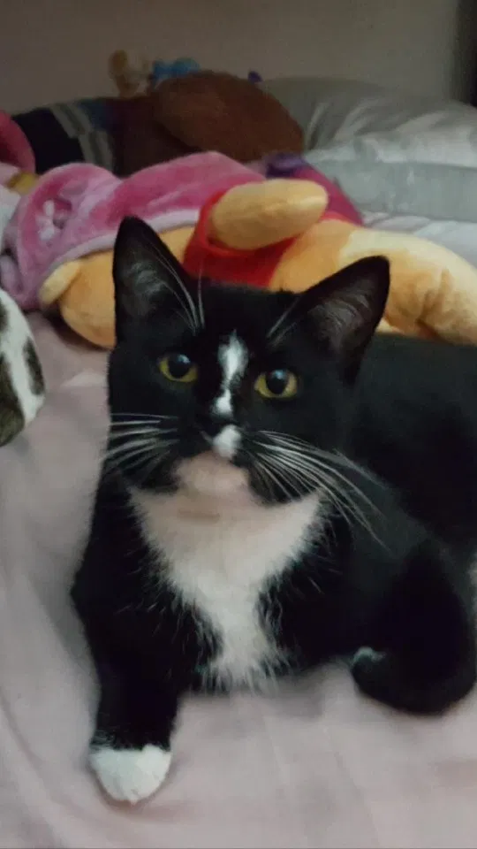 Lost cat in Stockton, CA, 95207