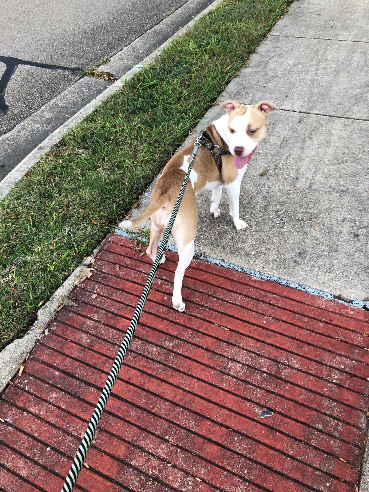 Lost dog in Bryan, TX, 77803