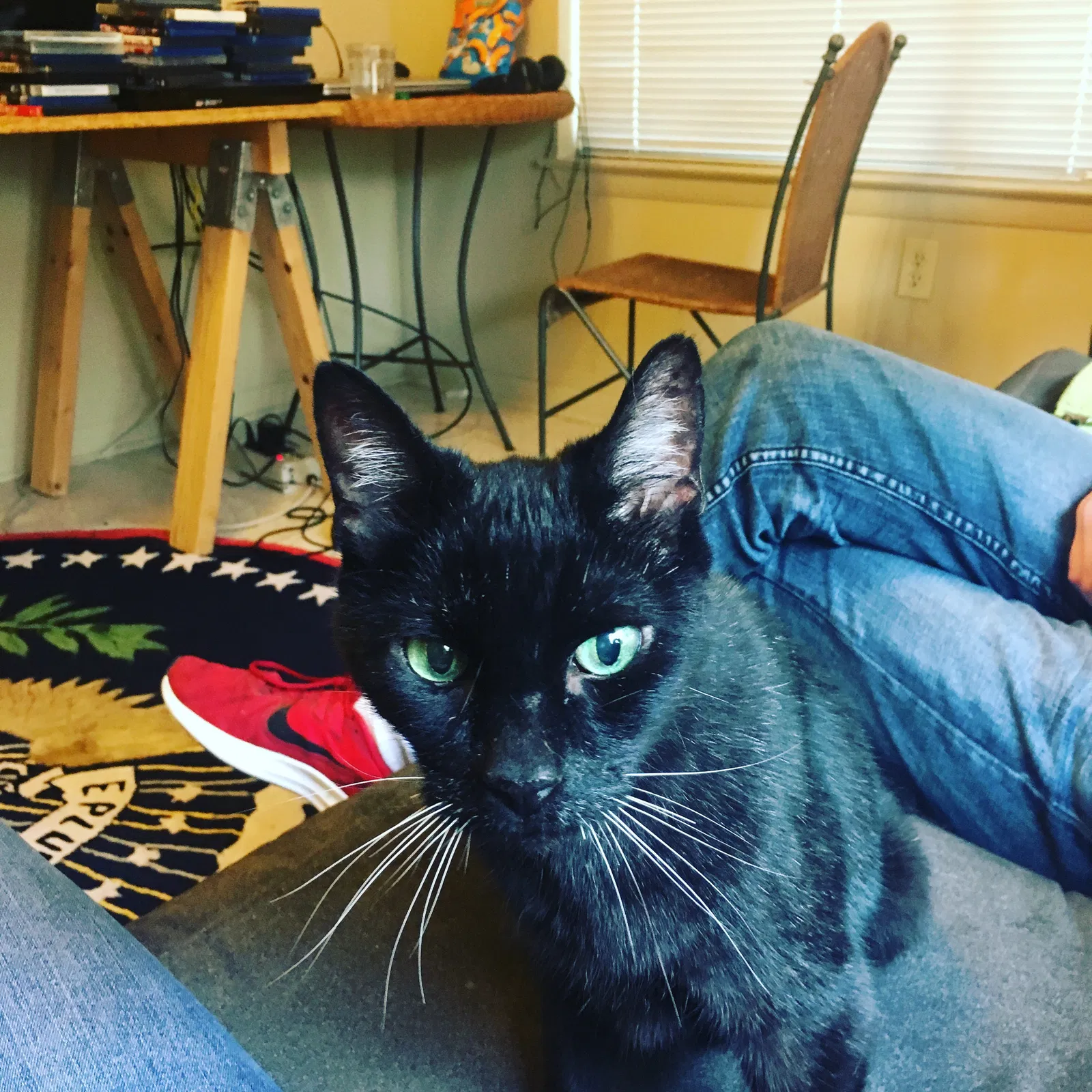 Lost cat in Little Rock, AR, 72204