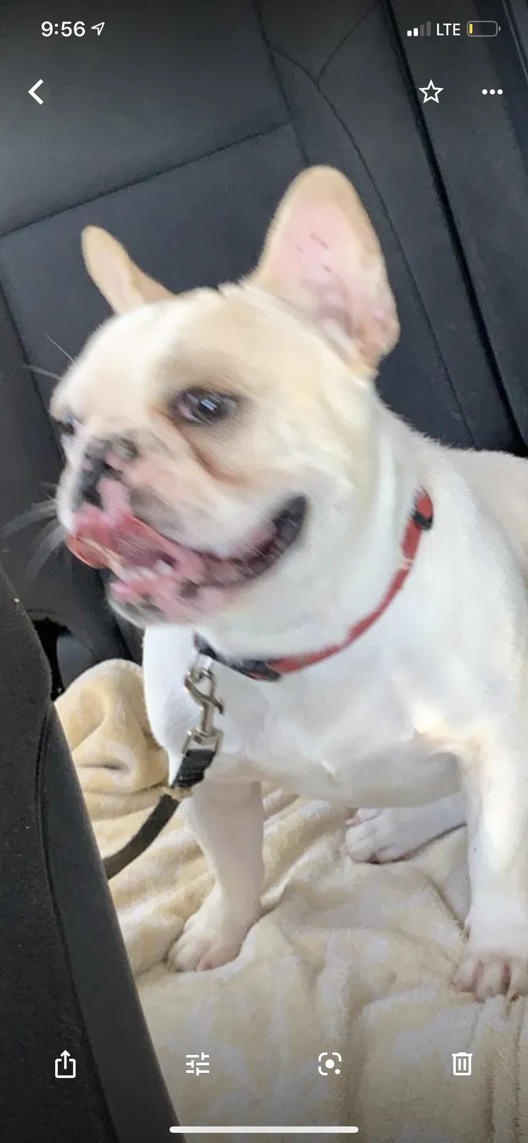 Lost dog in Odessa, TX, 79763