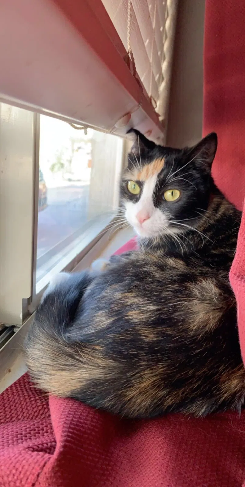 Lost cat in Tucson, AZ, 85706