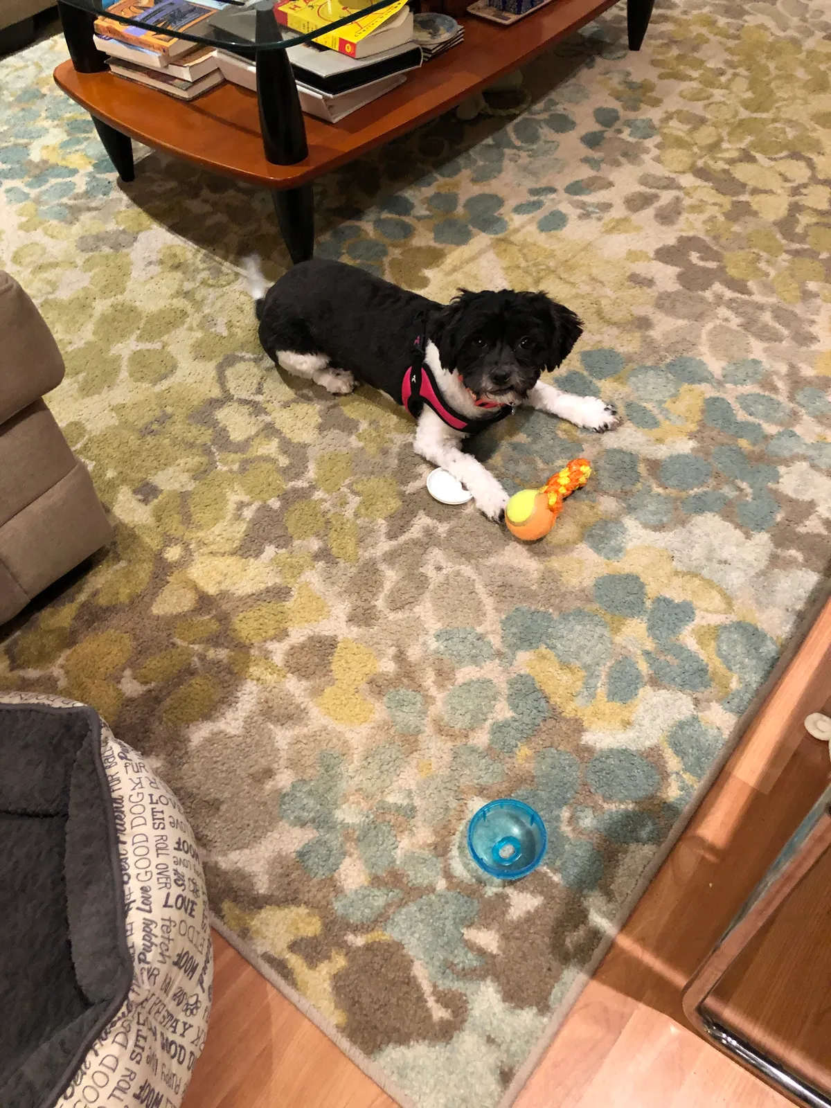 Lost dog in Staten Island, NY, 10312