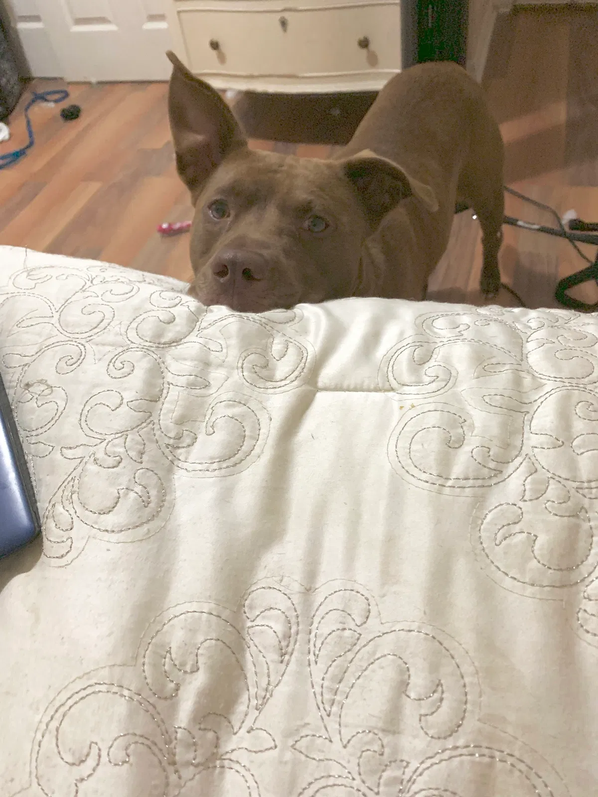 Lost dog in Fort Worth, TX, 76119