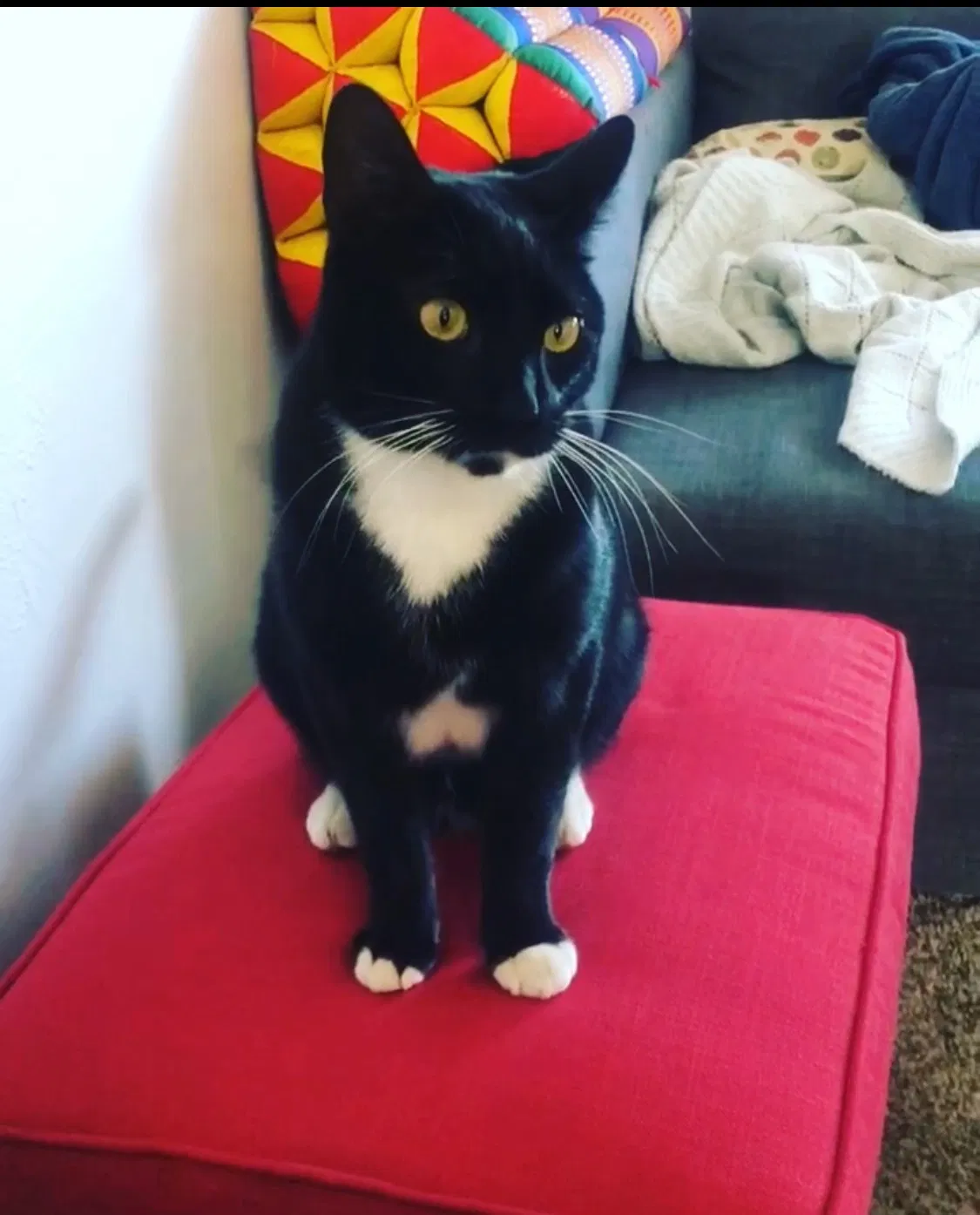 Lost cat in Denver, CO, 80204