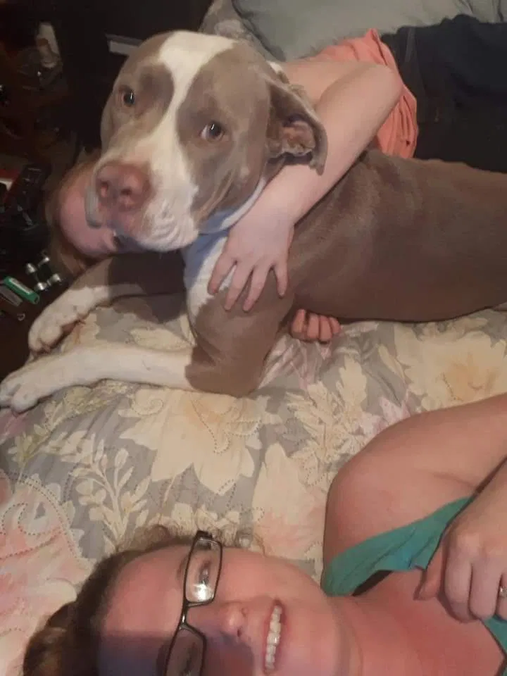 Lost dog in Clinton, SC, 29325