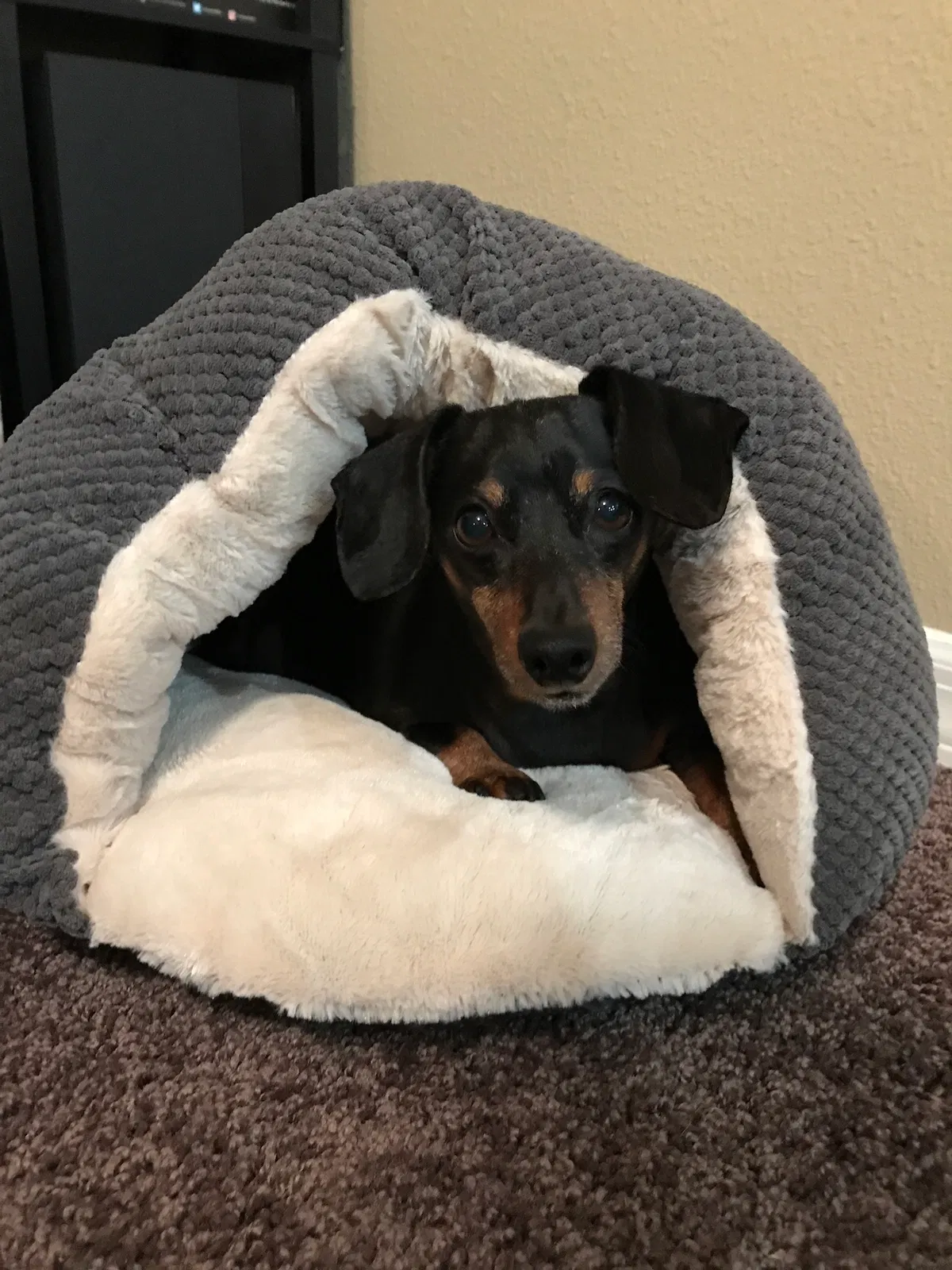 Lost dog in Valrico, FL, 33594