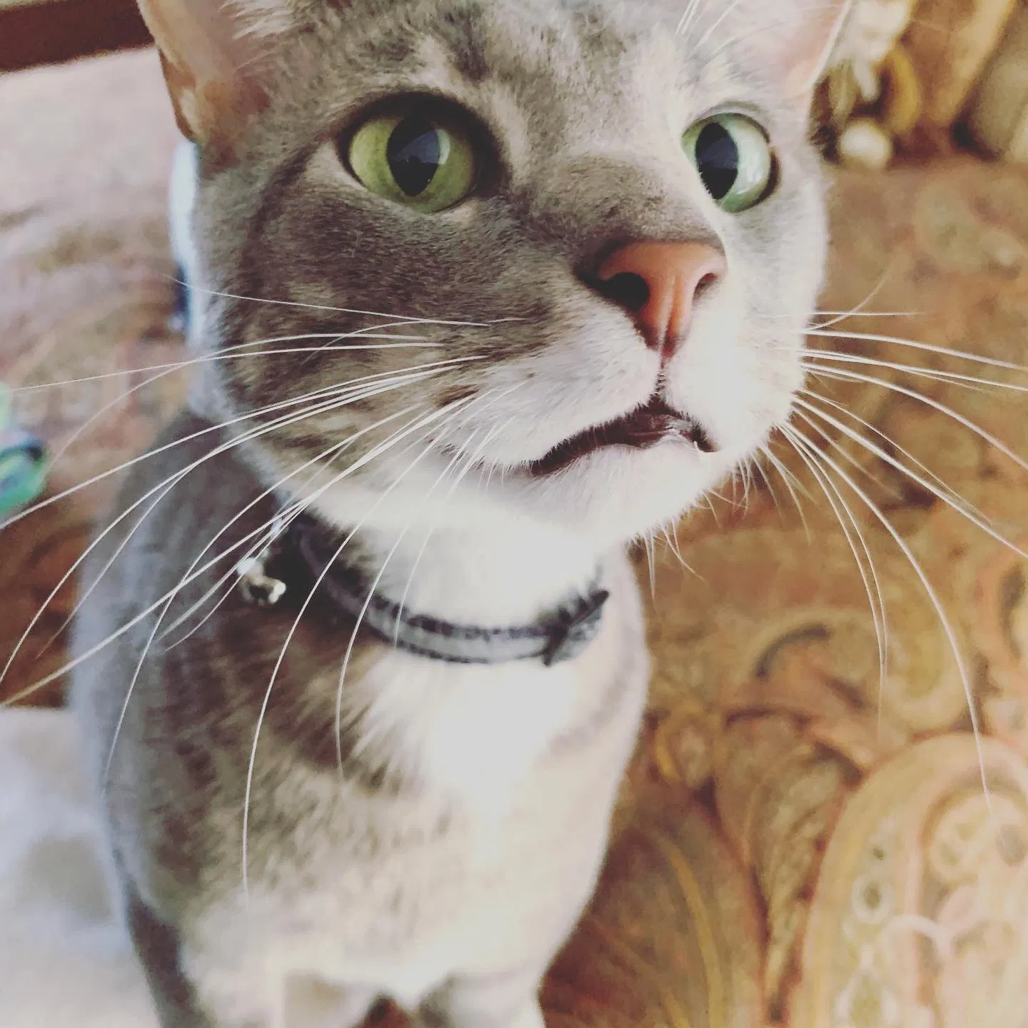 Lost cat in Bradford, NH, 3221