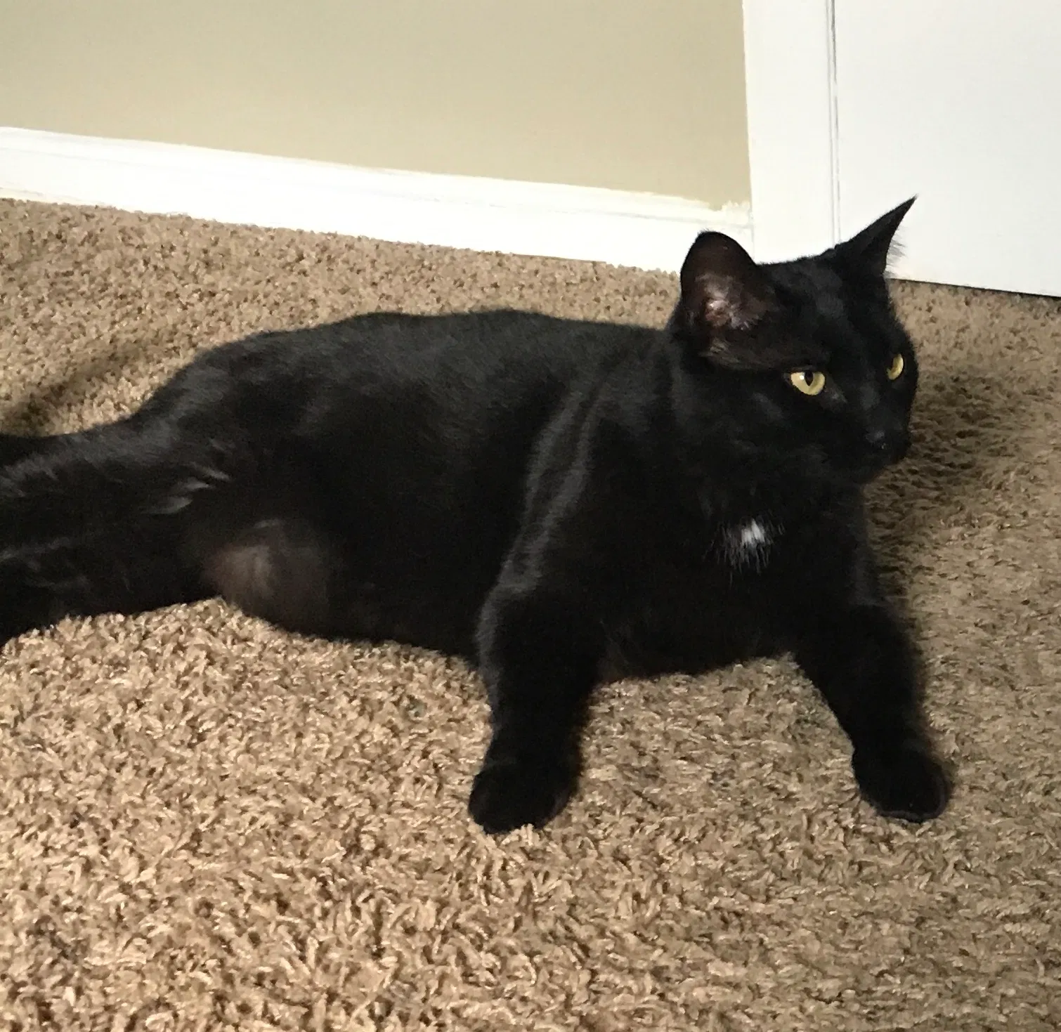 Lost cat in Lexington, KY, 40517