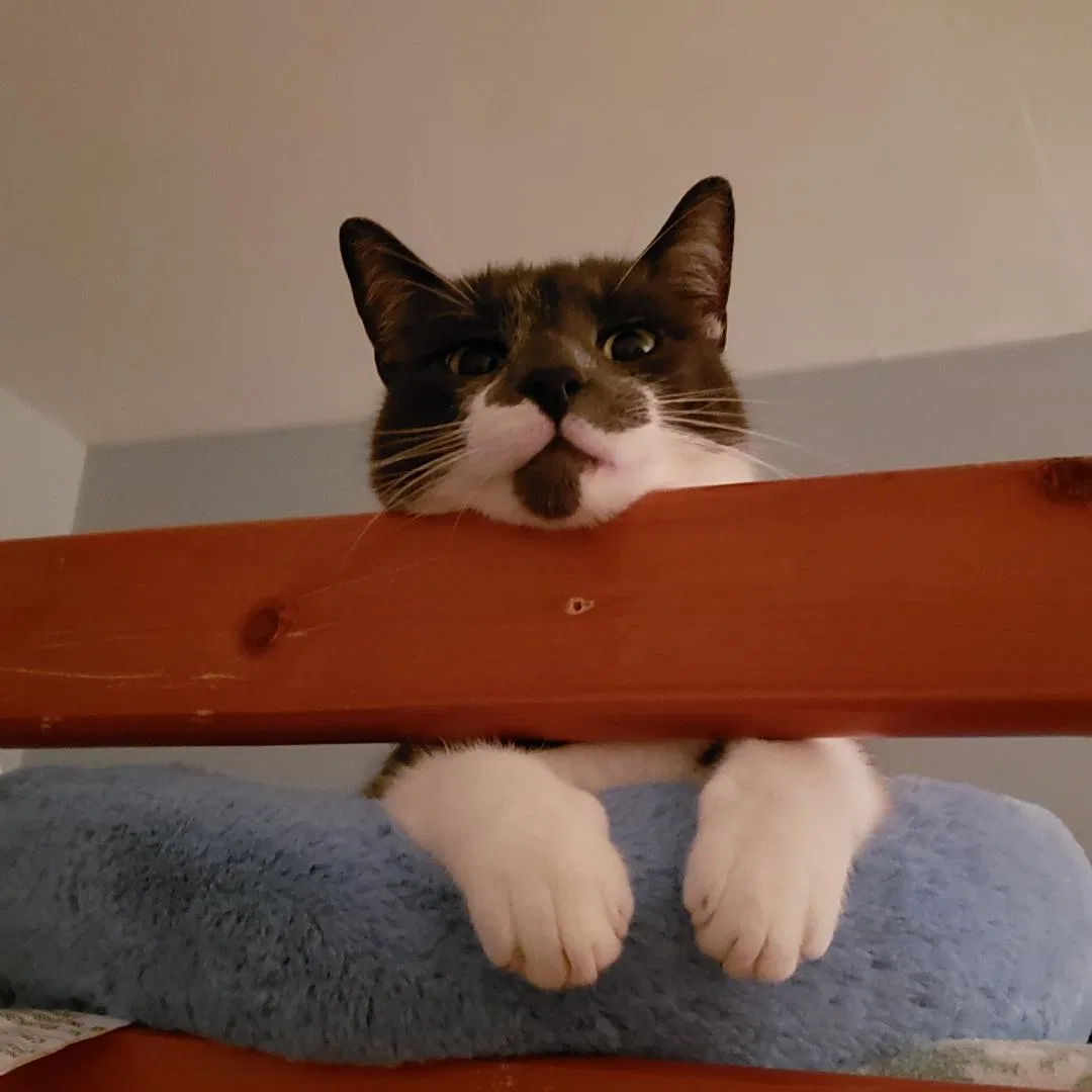Lost cat in Mooresville, NC, 28117