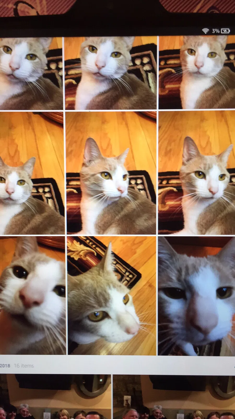 Lost cat in Wilson, NC, 27893