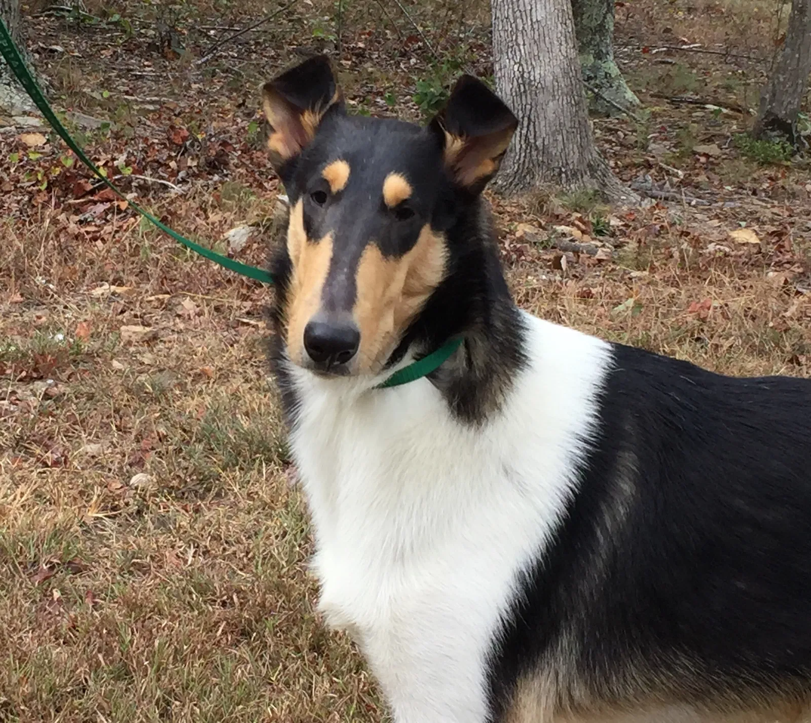 Lost dog in Florence, SC, 29501