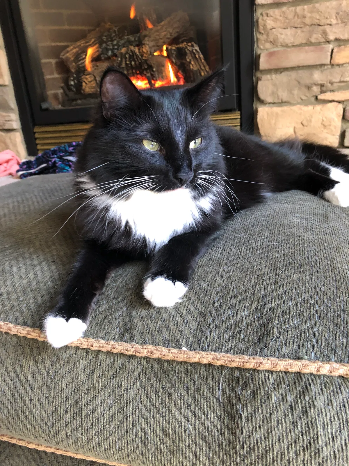 Lost cat in Andover, MN, 55304