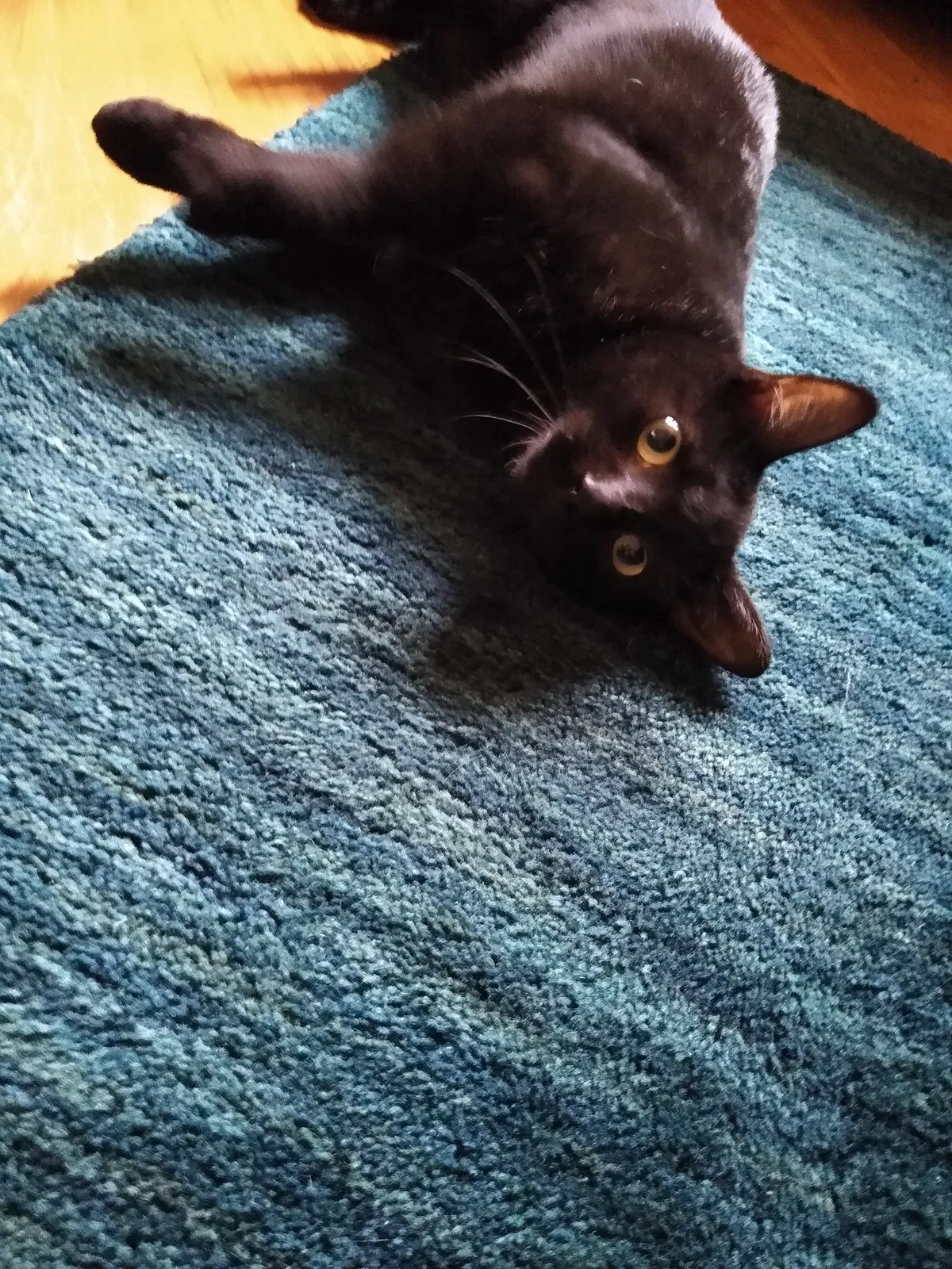 Lost cat in Northville, MI, 48167