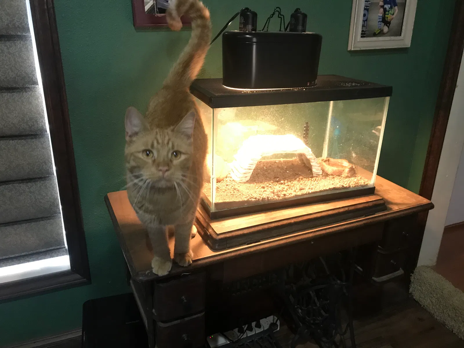 Lost cat in Lubbock, TX, 79424