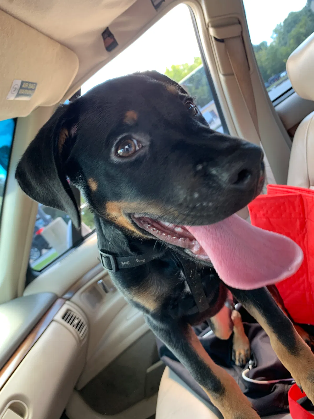 Lost dog in Morrow, GA, 30260