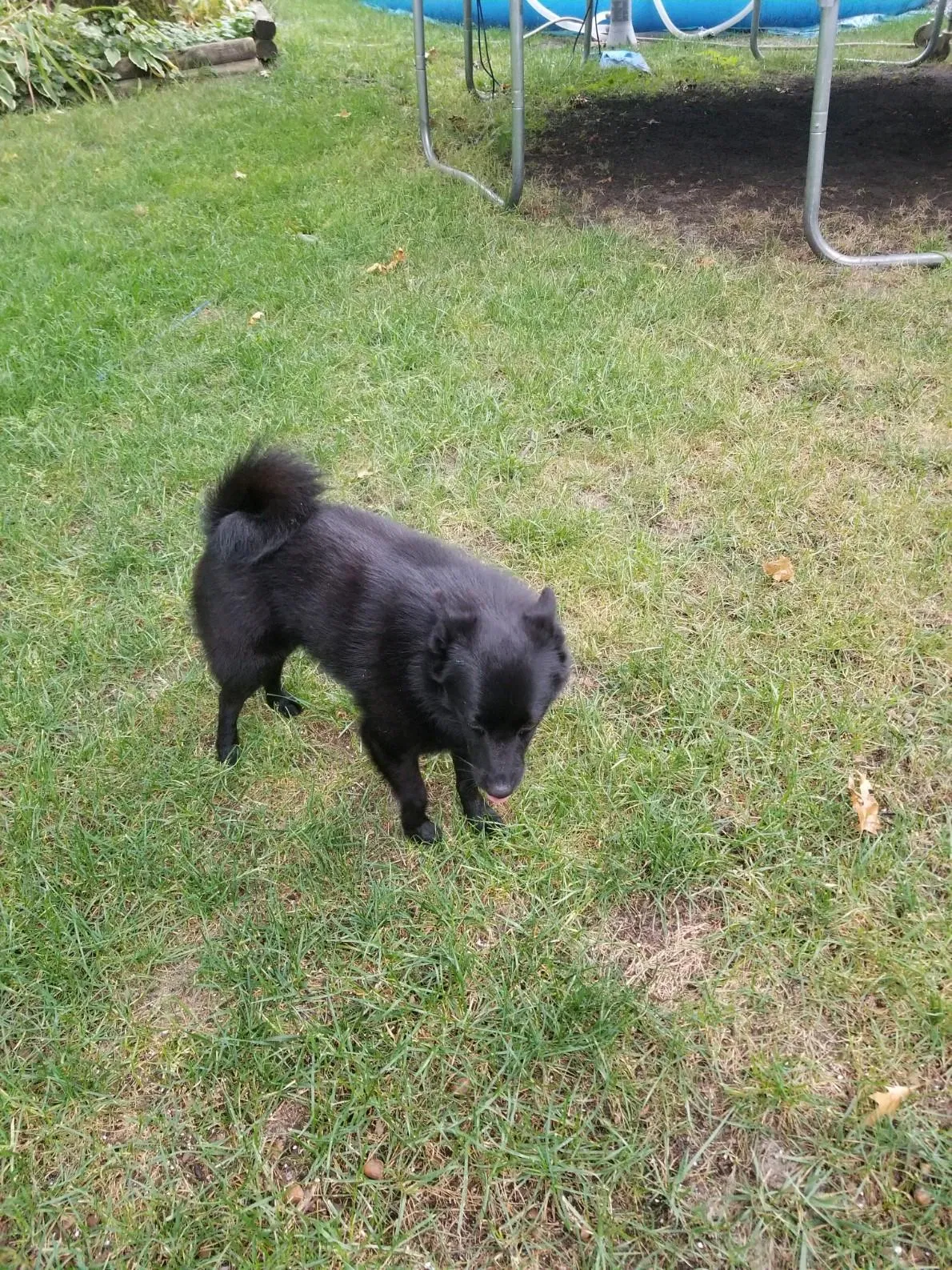 Lost dog in Minneapolis, MN, 55434