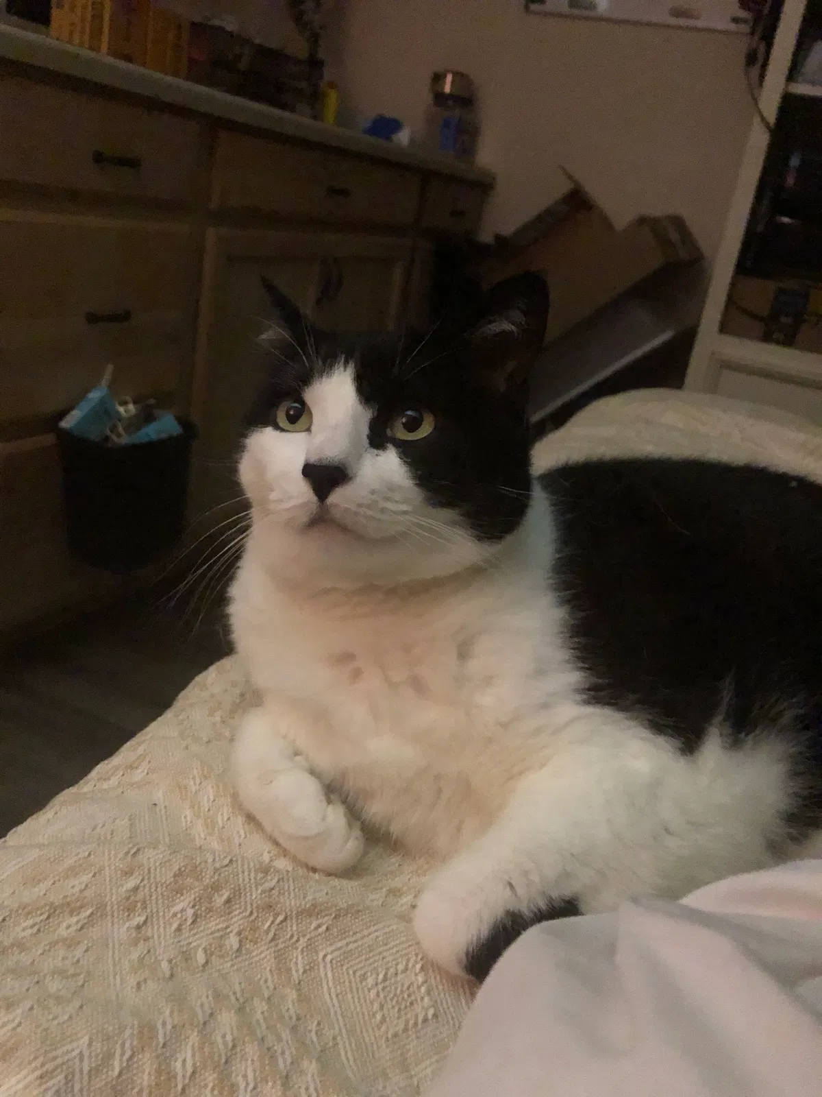 Lost cat in Sacramento, CA, 95821