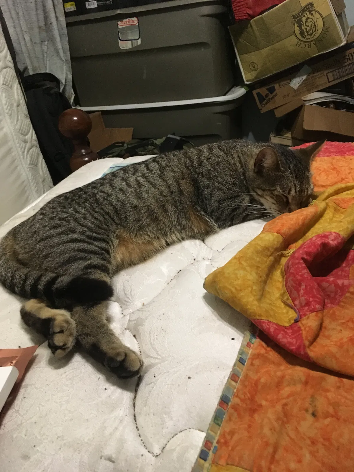 Lost cat in Benton, AR, 72015