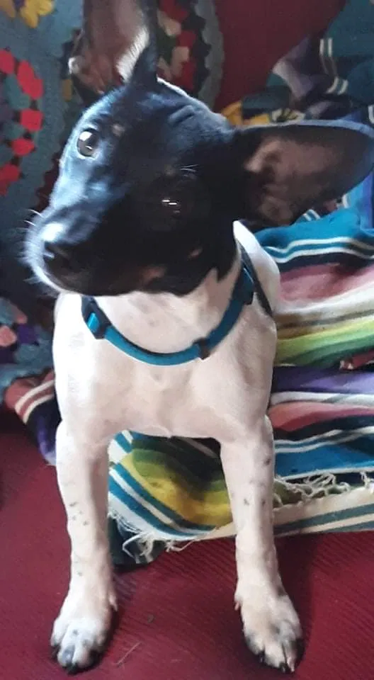 Lost dog in Edwardsville, IL, 62025
