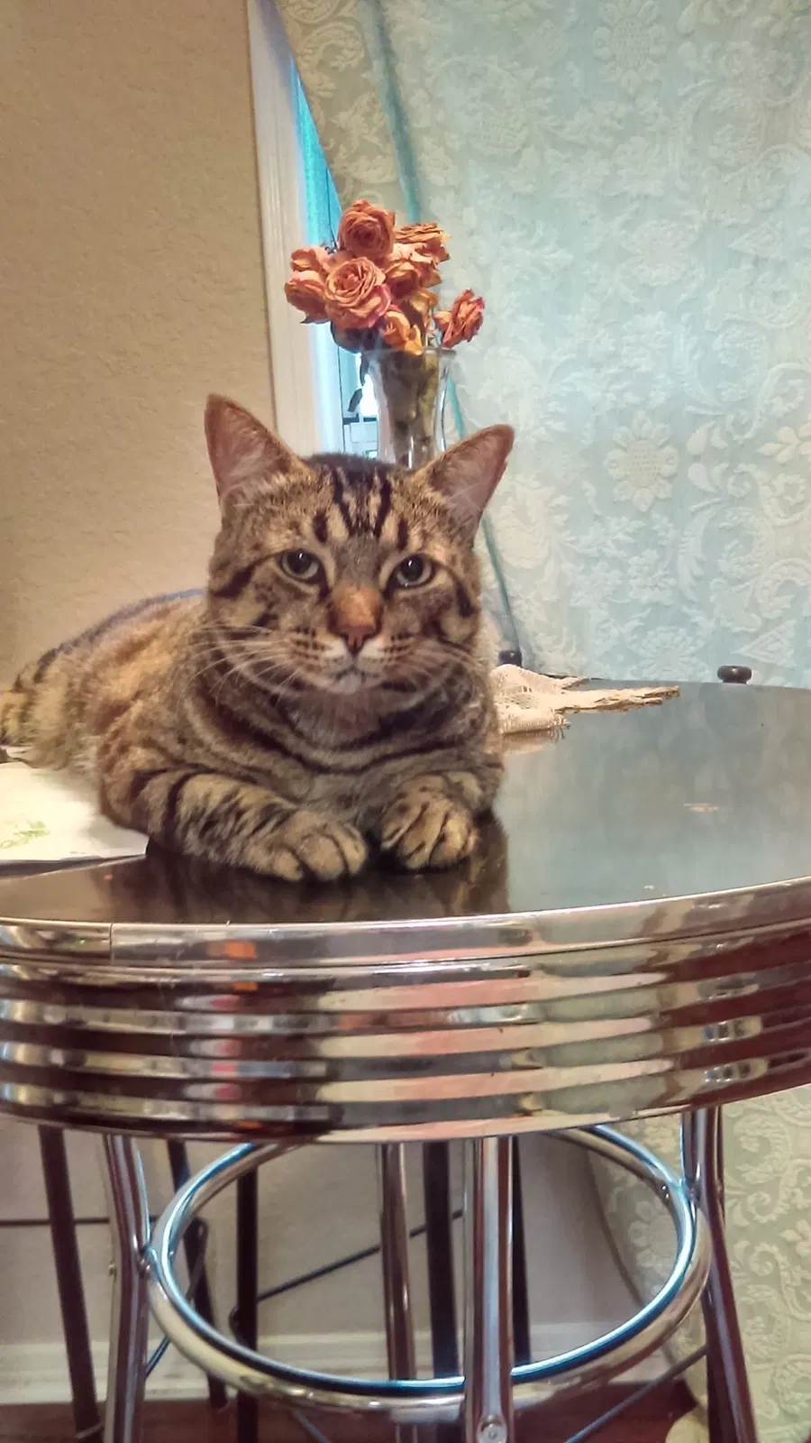 Lost cat in Austin, TX, 78729