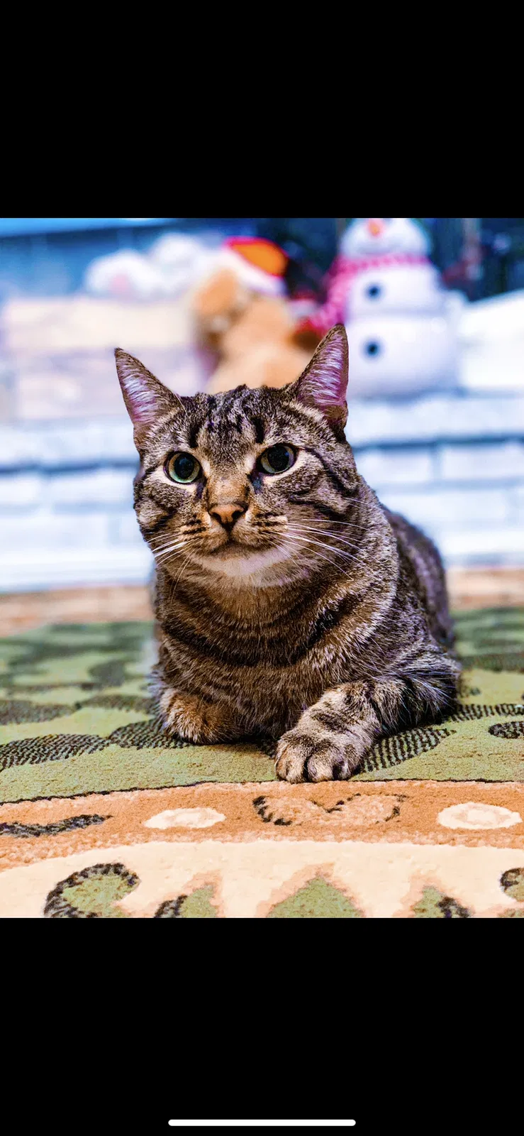 Lost cat in Saint Peters, MO, 63376