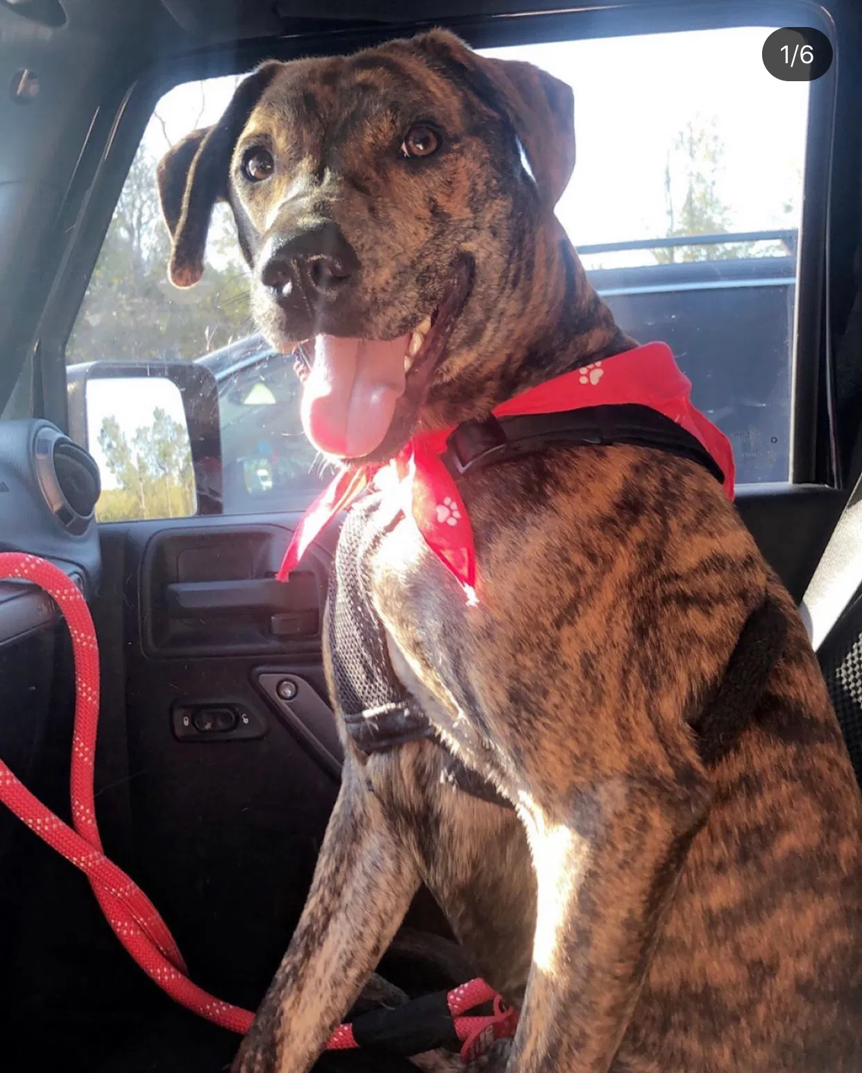 Lost dog in Duson, LA, 70529