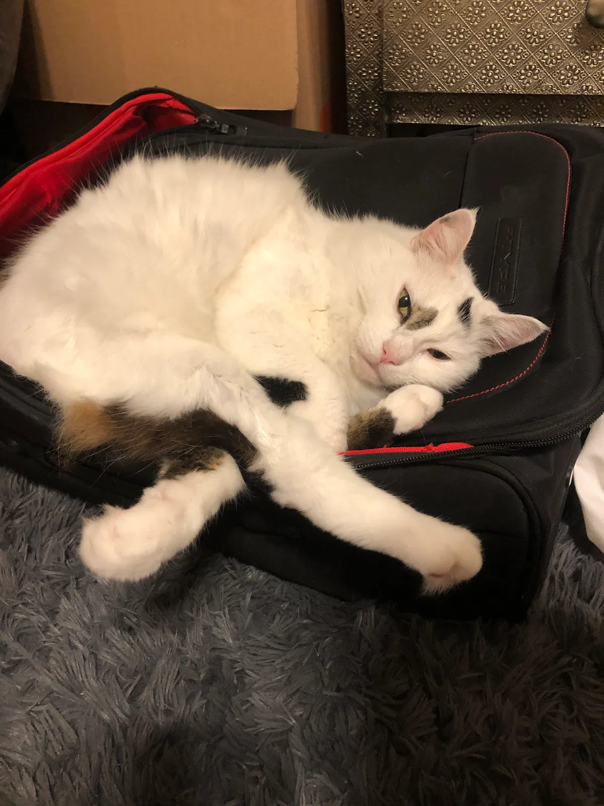 Lost cat in San Diego, CA, 92128