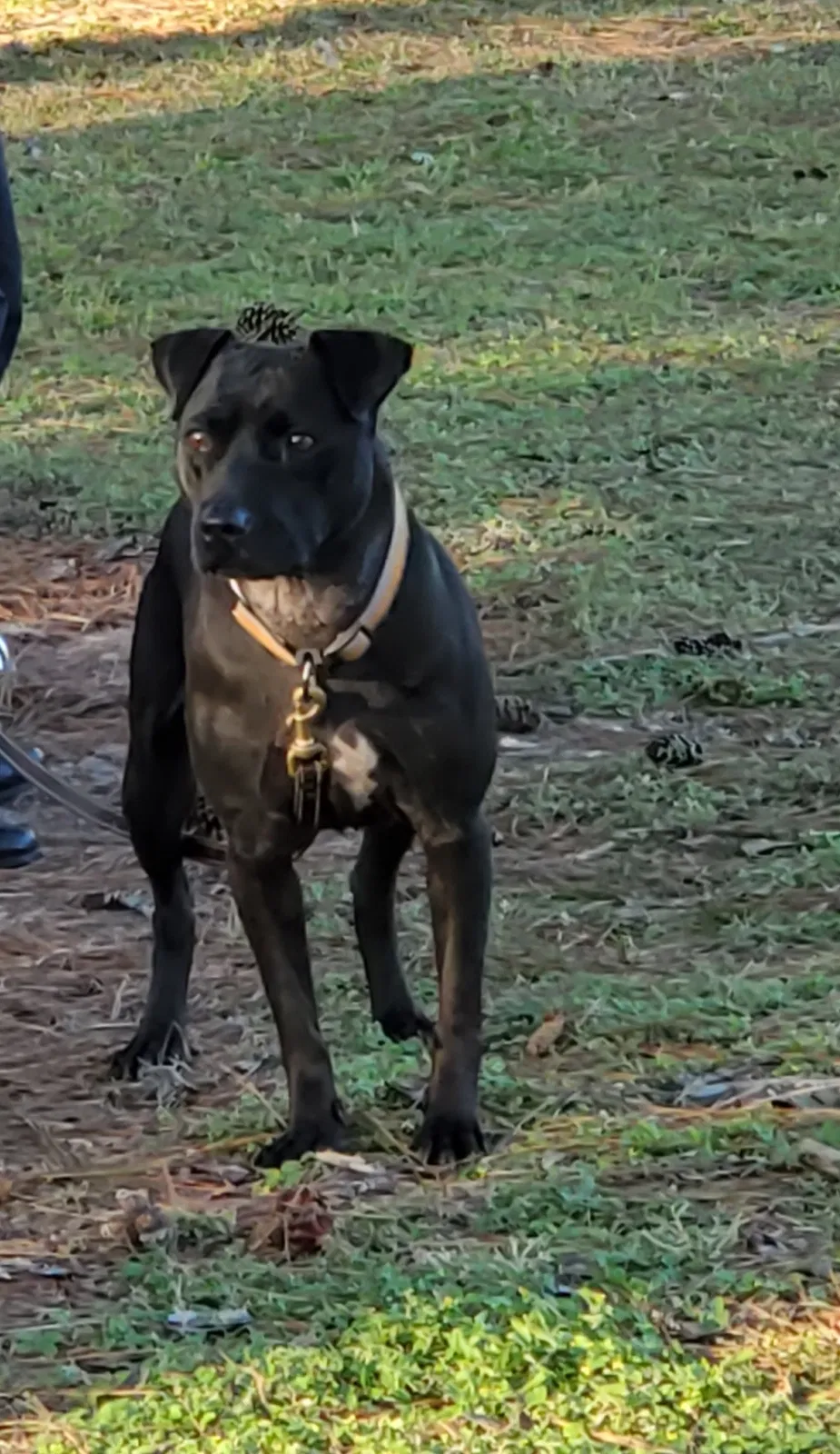 Found dog in Gainesville, FL, 32605